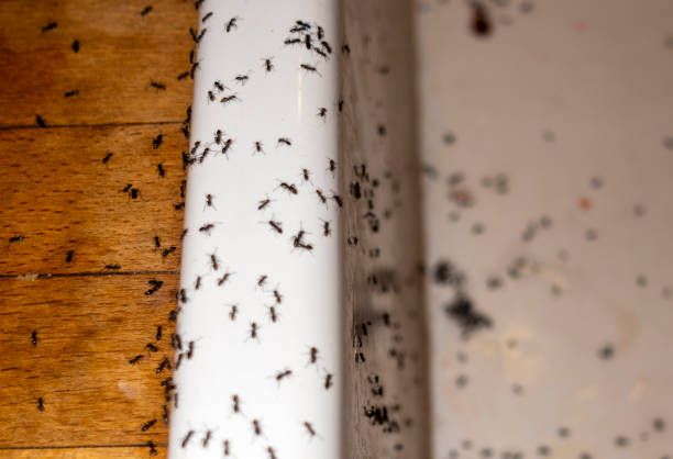 Best Bed Bug Extermination  in Broadview Park, FL