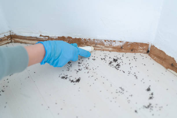 Best Ant Control Services  in Broadview Park, FL