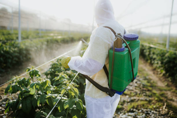 Best Wasp Removal Services  in Broadview Park, FL